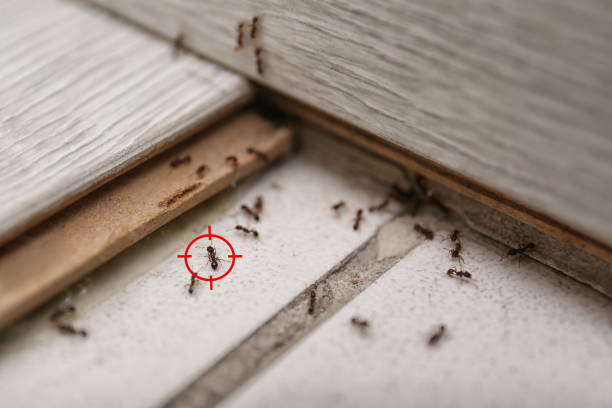 Pest Control for Restaurants in Heritage Village, CT