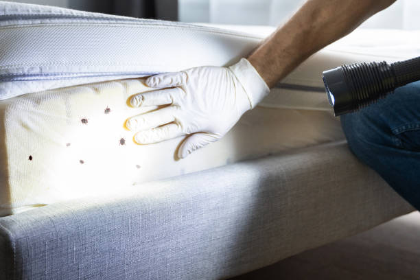 Best Termite Control Services  in Heritage Village, CT