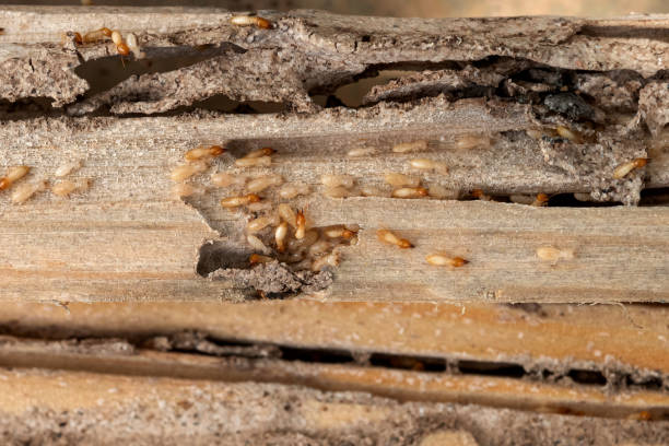 Pest Prevention Services in Heritage Village, CT