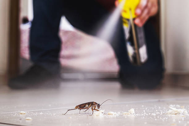 Best Ant Control Services  in Heritage Village, CT