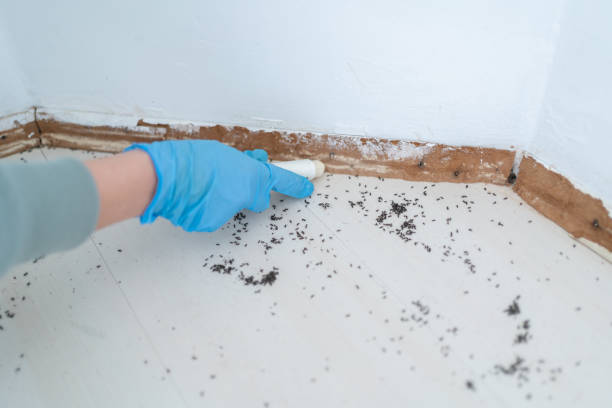 Best Insect Control  in Heritage Village, CT