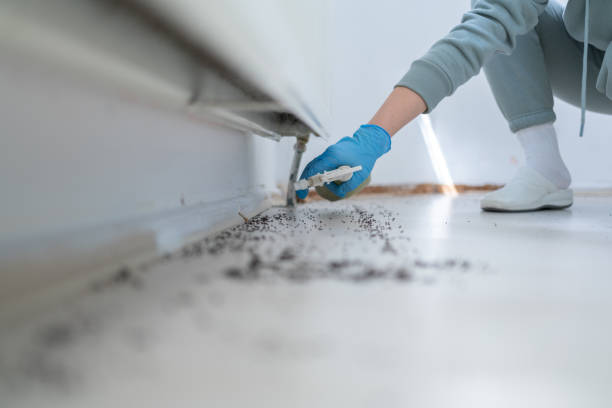 Best Bed Bug Extermination  in Heritage Village, CT